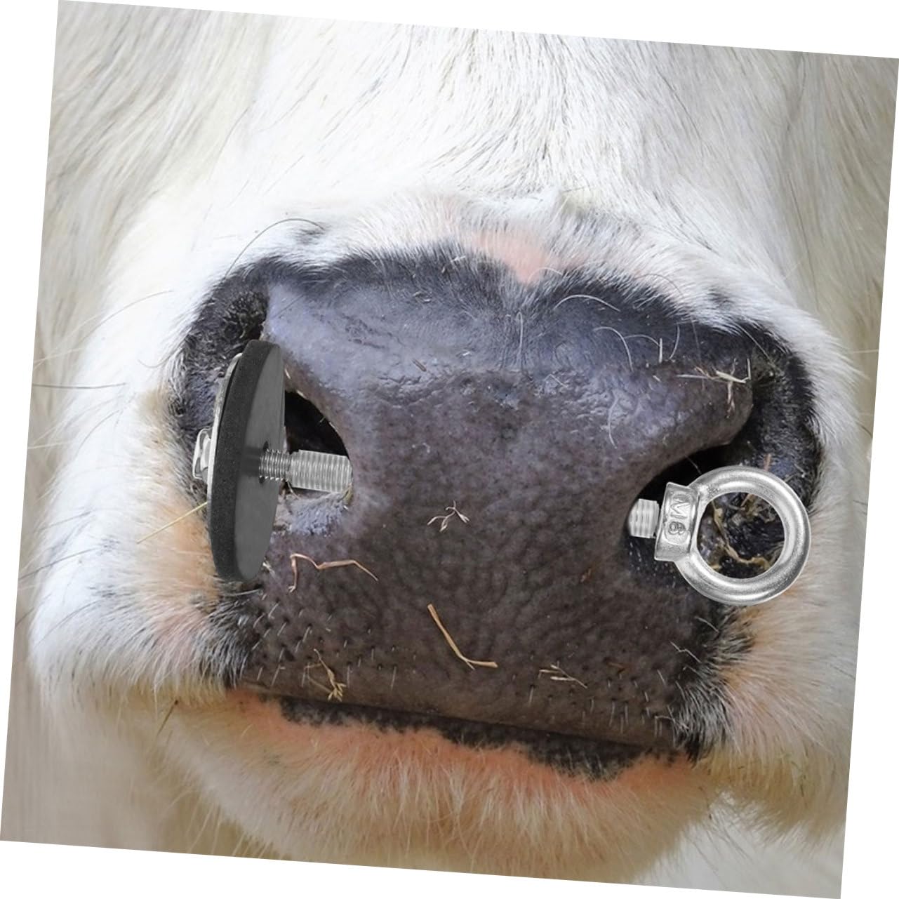 Amazon.co.jp: TINEASUR 牛鼻栓 牛リング 家畜牛の鼻輪 牛の